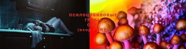 дмт Богданович