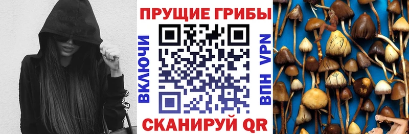 площадка состав  купить наркоту  Демидов  Псилоцибиновые грибы Psilocybe 